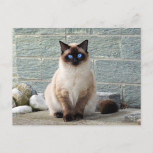 Elegantes Siamese Cat Foto Postkarte