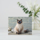 Elegantes Siamese Cat Foto Postkarte (Stehend Vorderseite)