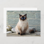 Elegantes Siamese Cat Foto Postkarte (Vorne/Hinten)