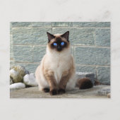 Elegantes Siamese Cat Foto Postkarte (Vorderseite)