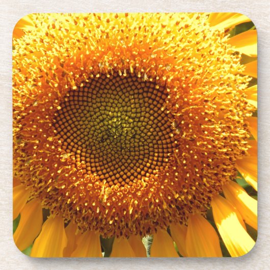 Elegantes Sonnenblumen-Foto Getränkeuntersetzer (Vorderseite)