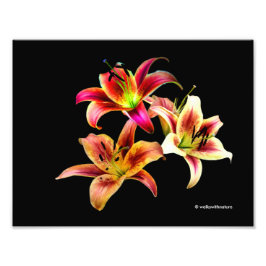 Elegantes Trio der gelb rosa Taglilien, floral Fotodruck