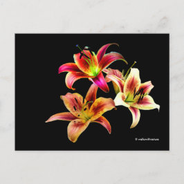 Elegantes Trio der gelb rosa Taglilien, floral Postkarte
