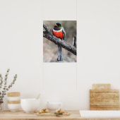 Elegantes Trogon Poster (Küche)