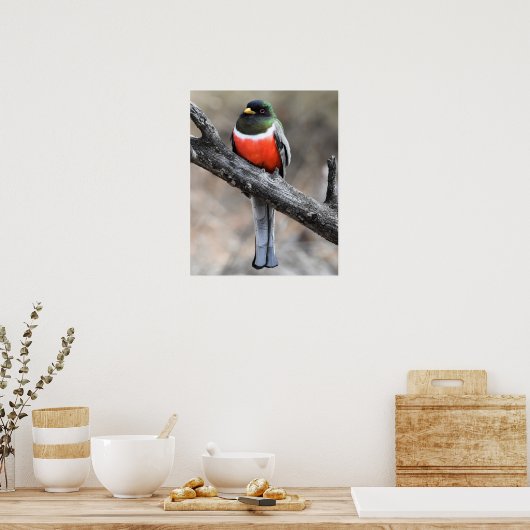 Elegantes Trogon Poster (Küche)