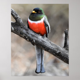 Elegantes Trogon Poster