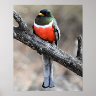 Elegantes Trogon Poster