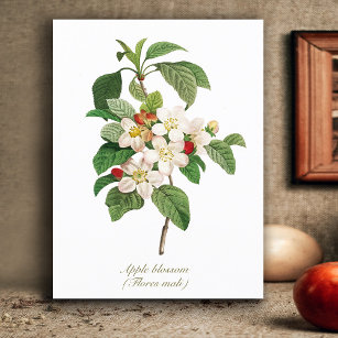Elegantes Vintages Botanisches Apple Blossom Postkarte