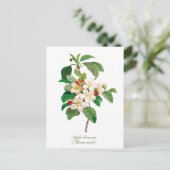 Elegantes Vintages Botanisches Apple Blossom Postkarte (Stehend Vorderseite)