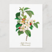 Elegantes Vintages Botanisches Apple Blossom Postkarte (Vorderseite)