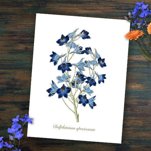 Elegantes Vintages Botanisches Blaues Blumen Delph Postkarte