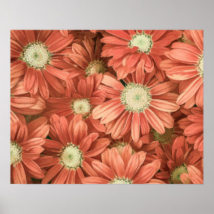 Elegantes Vintages Rosa Sonnenblumen Akryllisches  Poster