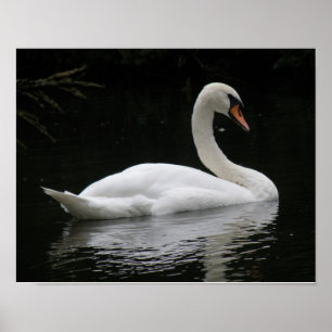 Elegantes Weißer-Schwan-Plakat Poster