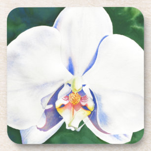 Elegantes weißes Orchideengemälde Getränkeuntersetzer