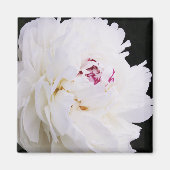 Elegantes weißes Peony mit Lila Magnet (Vorne)