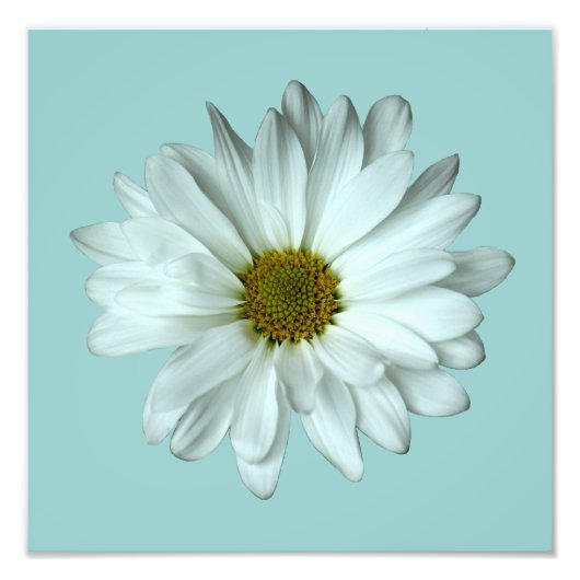 Elegantes White Daisy Foto Print (Vorne)
