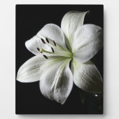 Elegantes White Lily Foto Plaque Fotoplatte (Vorderseite)