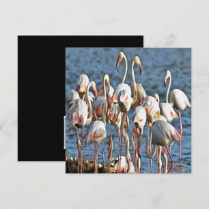 Eleganz des rosa Flamingos Einladung