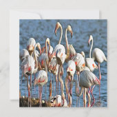 Eleganz des rosa Flamingos Einladung (Vorderseite)
