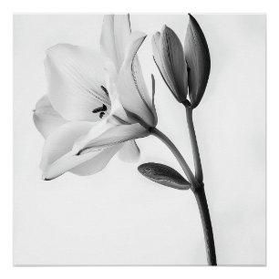 Eleganz Florale in Schwarz-Weiß Poster