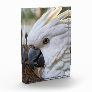 Eleganz in Weiß: Das majestätische Aussie Cockatoo Fotoblock