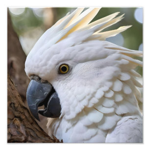 Eleganz in Weiß: Das majestätische Aussie Cockatoo Fotodruck