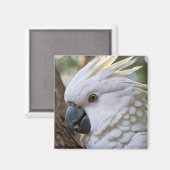 Eleganz in Weiß: Das majestätische Aussie Cockatoo Magnet (Vorderseite/Rückseite)