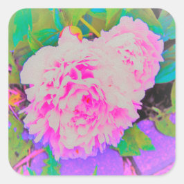 Elektrisch-rosa-Peonies im farbenfrohen Garten Quadratischer Aufkleber