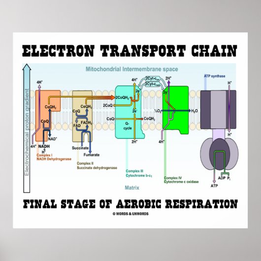 Elektrische Transportkette Endgültige Bühne der Ae Poster (Vorne)