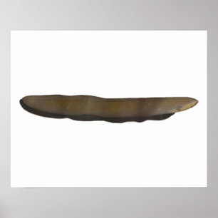 Elektrischer Eel Poster