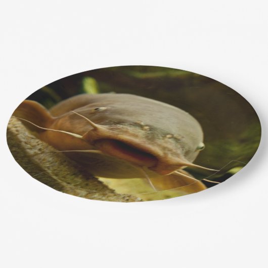 Elektrischer Wels Pappteller (Schrägansicht)