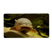 Elektrofisch (Vorne)