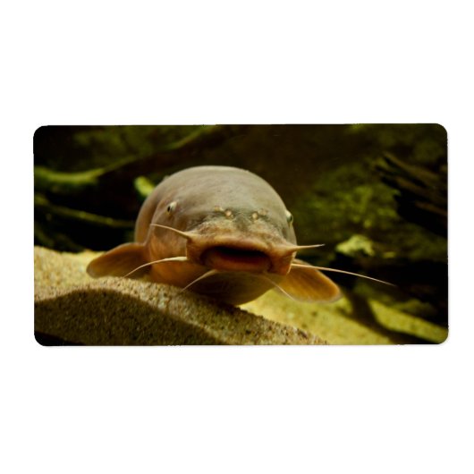 Elektrofisch (Vorne)