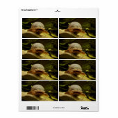 Elektrofisch (Vorne)