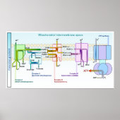 Elektronenkette Mitondrialer Intermembranraum Poster (Vorne)