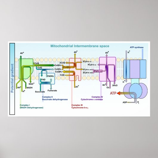 Elektronenkette Mitondrialer Intermembranraum Poster (Vorne)