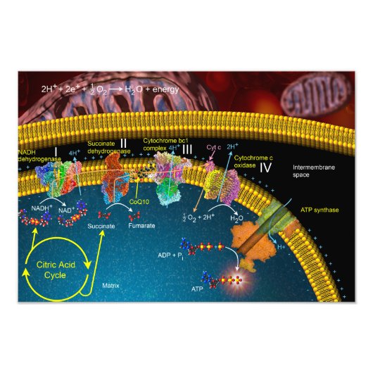 Elektronentransportester Fotodruck (Vorne)