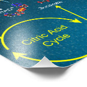 Elektronentransportester Fotodruck (Ecke)