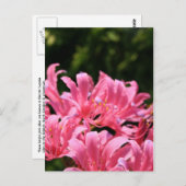 Elektroüberraschung Lilien Postkarte (Vorne/Hinten)