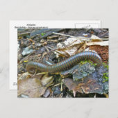 Elemente der Millipenserie Postkarte (Vorne/Hinten)