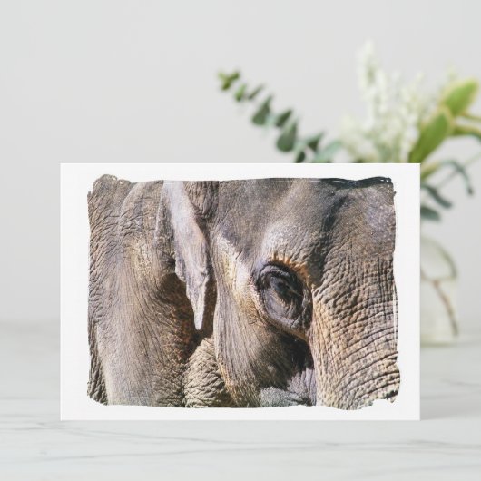 ELEPHANT (Stehend Vorderseite)