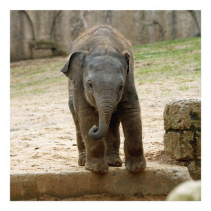 Elephant_20171101_by_JAMFoto Fotodruck