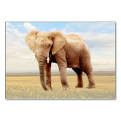 Elephant ABA Labeling Flashcard | Picture Card Tischnummer (Vorderseite)