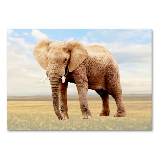 Elephant ABA Labeling Flashcard | Picture Card Tischnummer (Vorderseite)