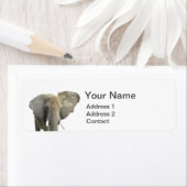 Elephant Animal Foto (Insitu)