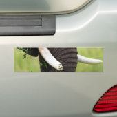 Elephant Autoaufkleber (Auf Auto)