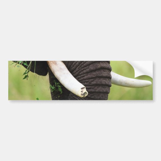 Elephant Autoaufkleber (Vorne)