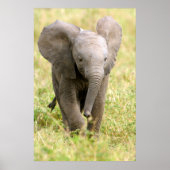 Elephant Baby Poster (Vorne)