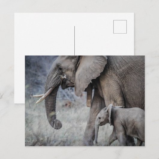 ELEPHANT & BABY POSTKARTE (Vorne/Hinten)