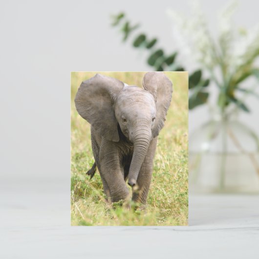 Elephant Baby Postkarte (Stehend Vorderseite)